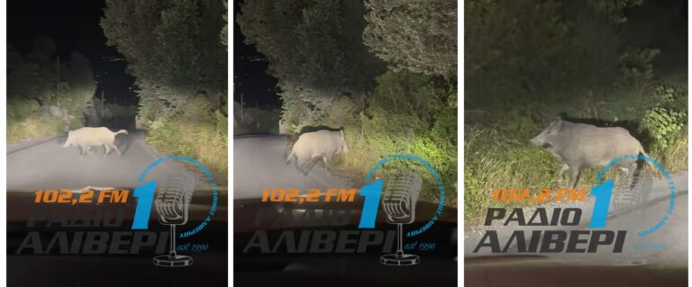 Αγριογούρουνο στην Ενορία Κύμης το βράδυ – Χρειάζεται προσοχή στους δρόμους (βίντεο)